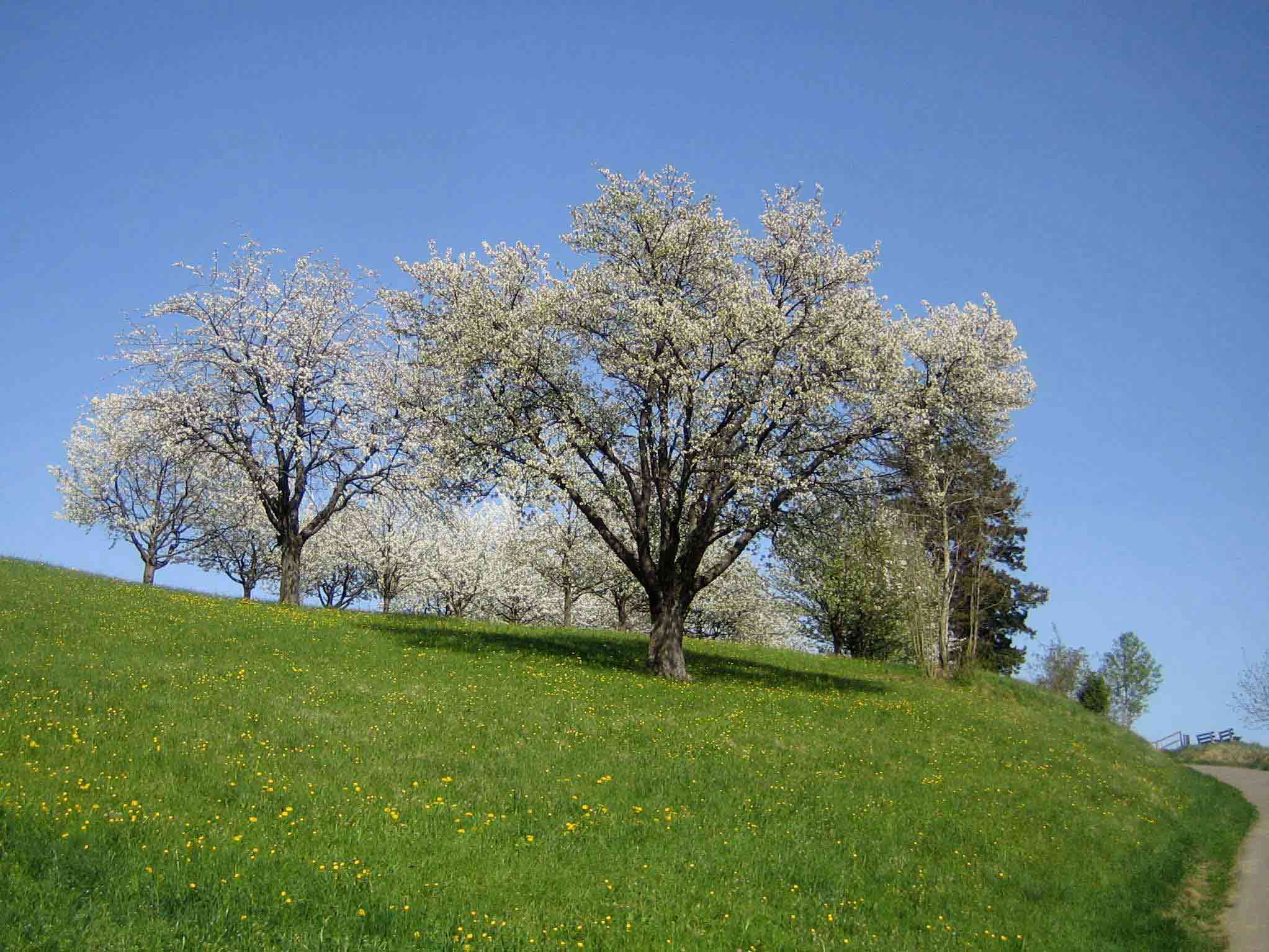 Kirschbaeume am Hang im Oberbipp - Cherry Orchard on the hillside at Oberbipp